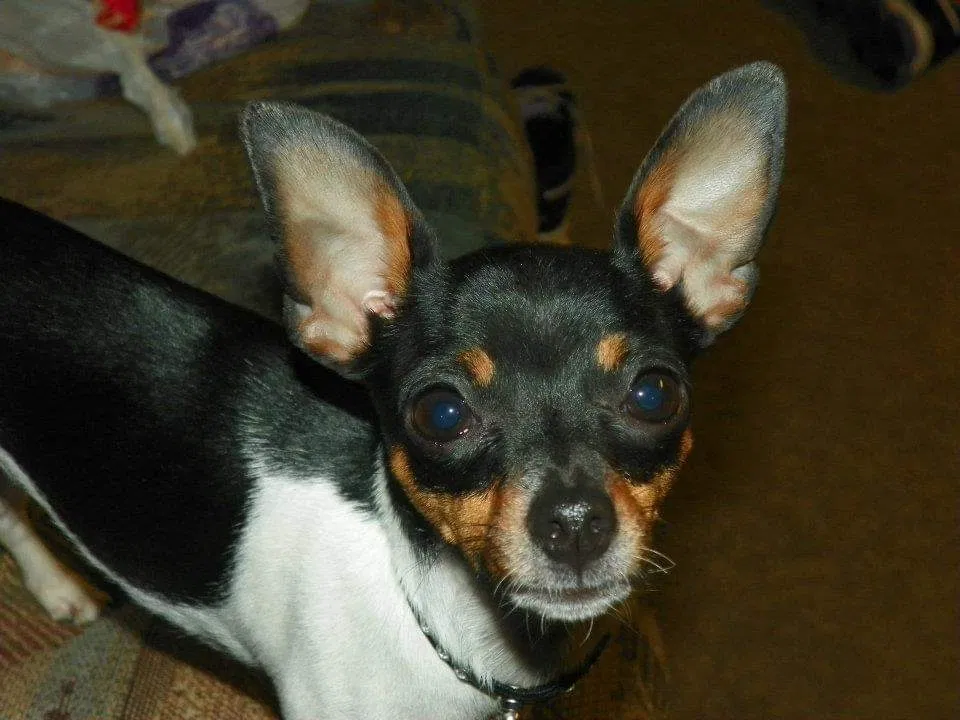 Lost dog in Lincoln, NE, 68503