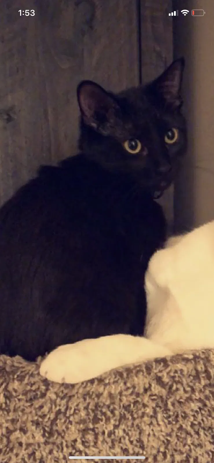 Lost cat in Dublin, OH, 43016