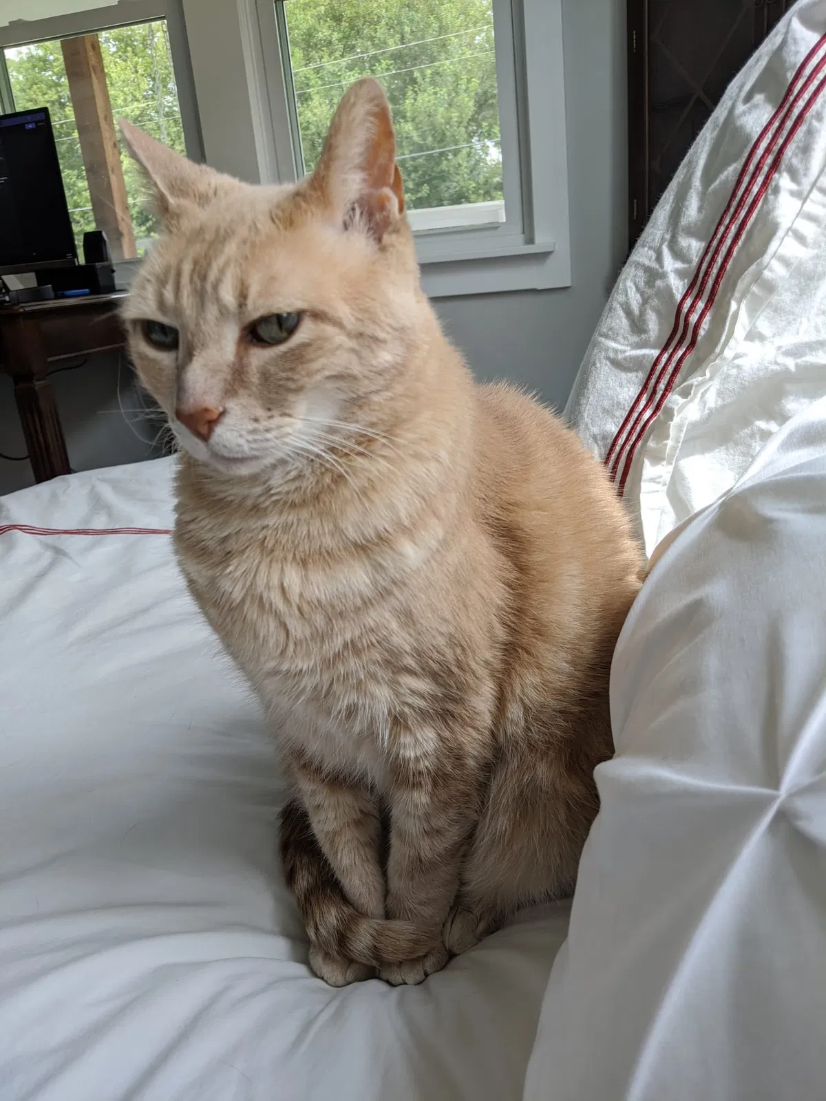 Lost cat in Oklahoma City, OK, 73106
