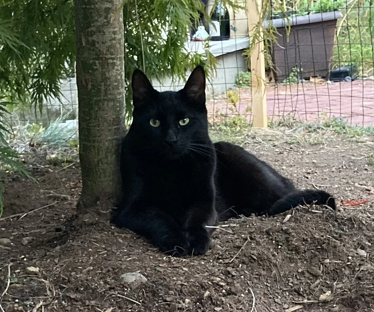 Lost cat in Wellesley, MA, 2482
