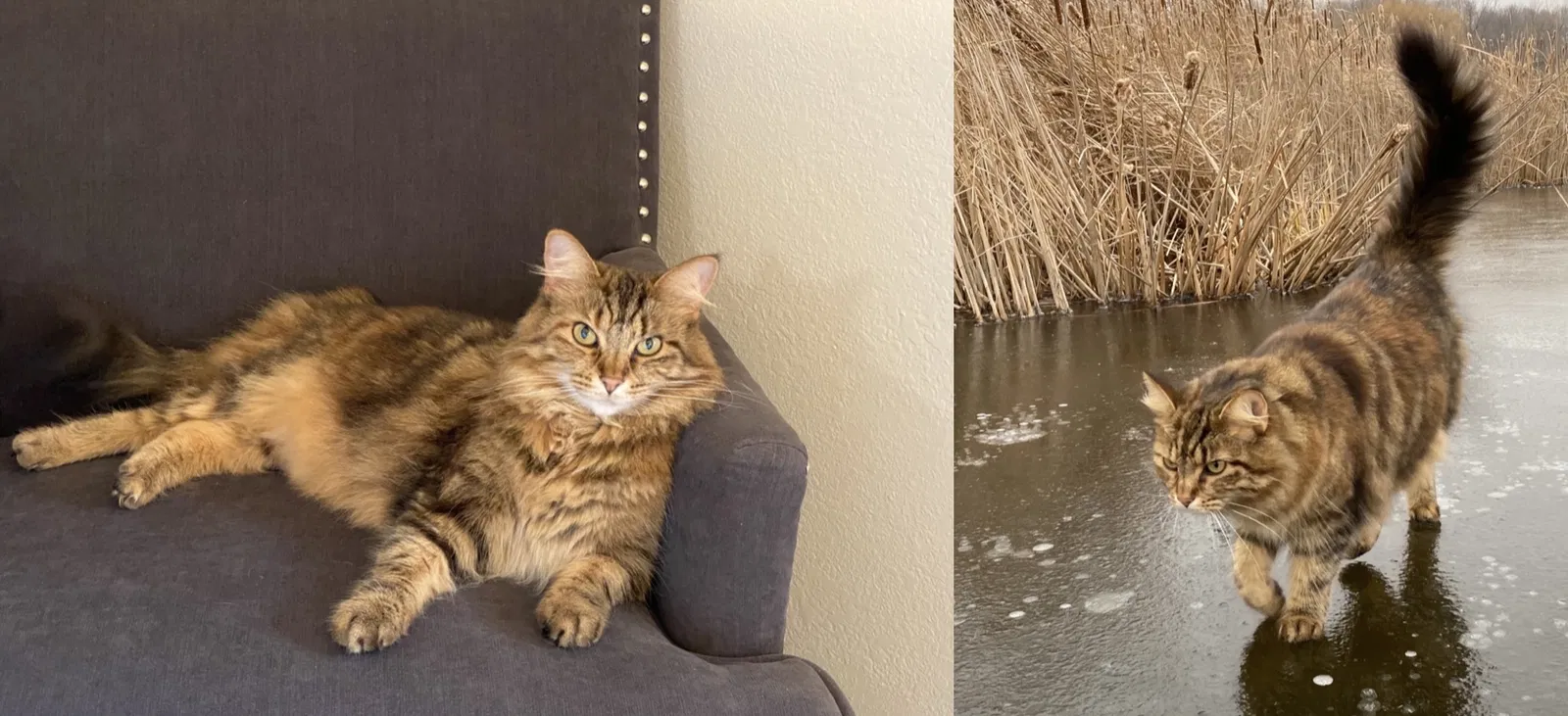 Lost cat in Molalla, OR, 97038