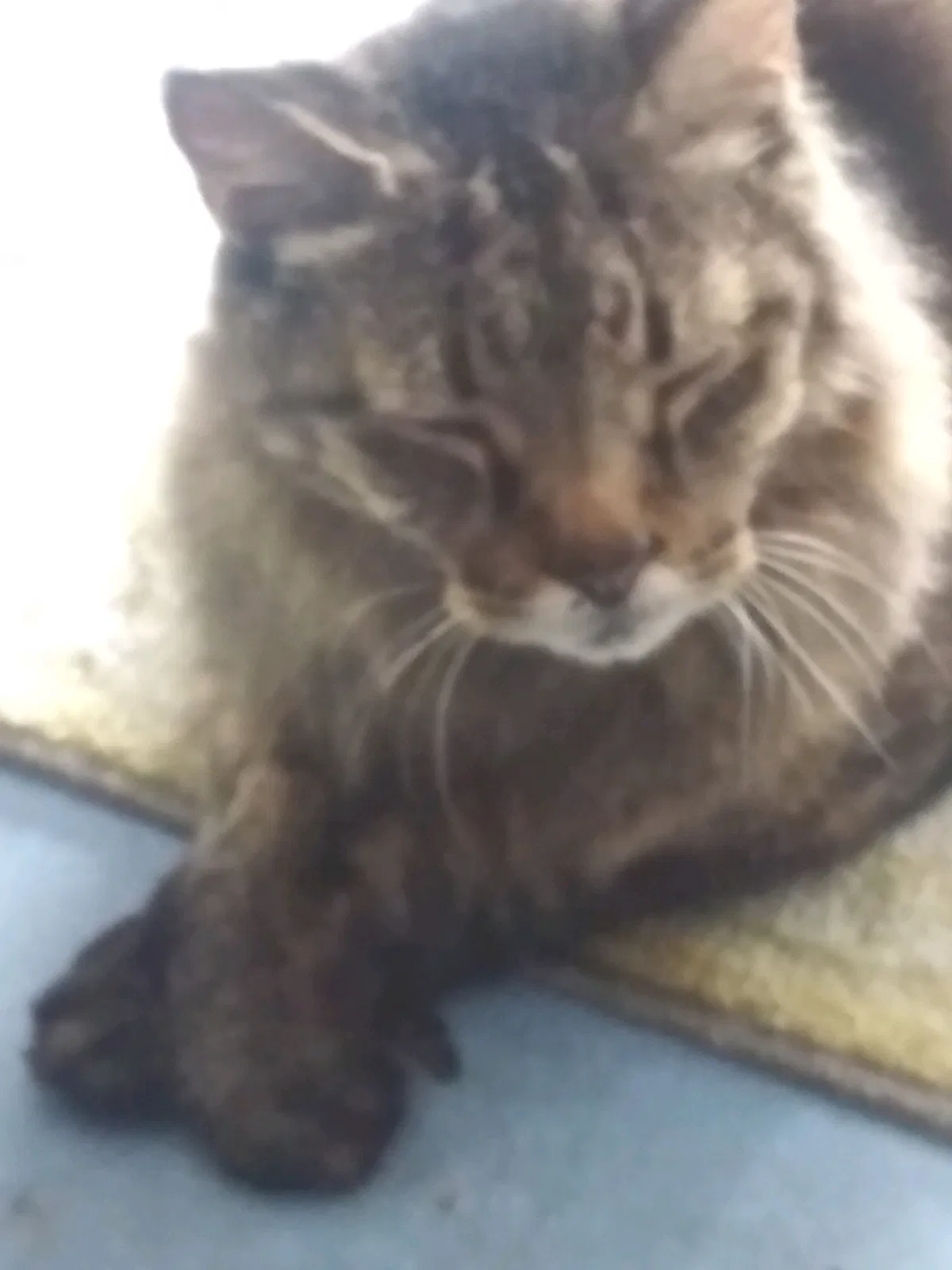 Lost cat in Cape Coral, FL, 33904