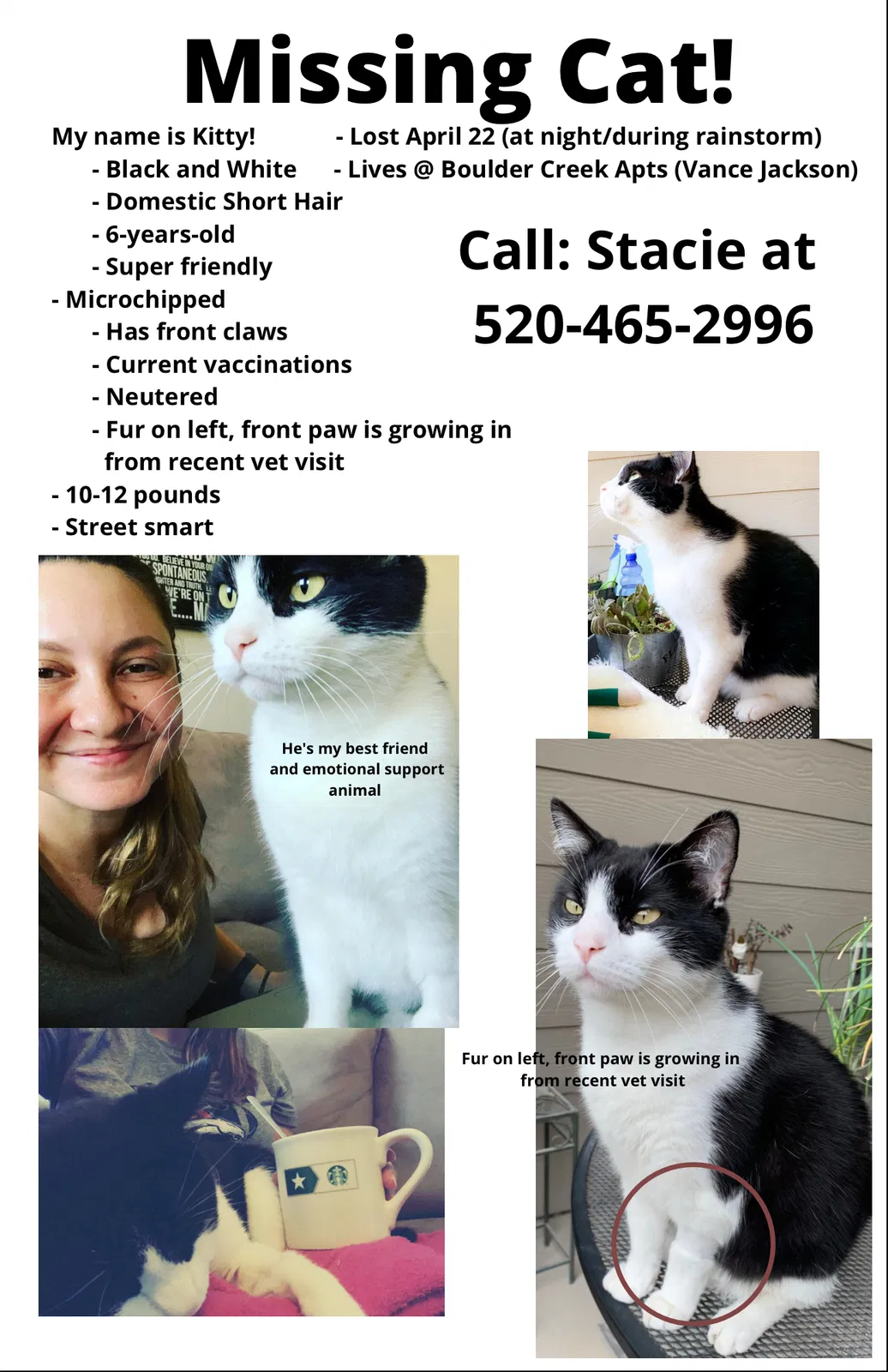 Lost cat in San Antonio, TX, 78230