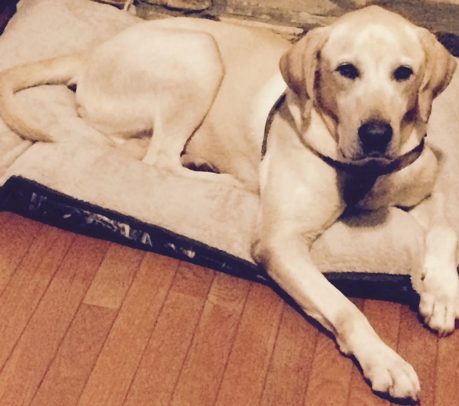 Lost dog in Lithia Springs, GA, 30122