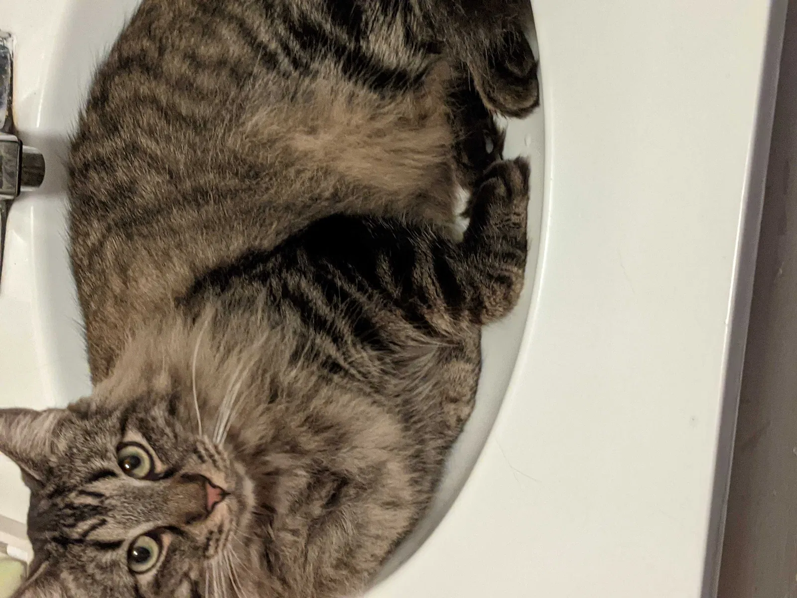 Lost cat in Montgomery, TX, 77316