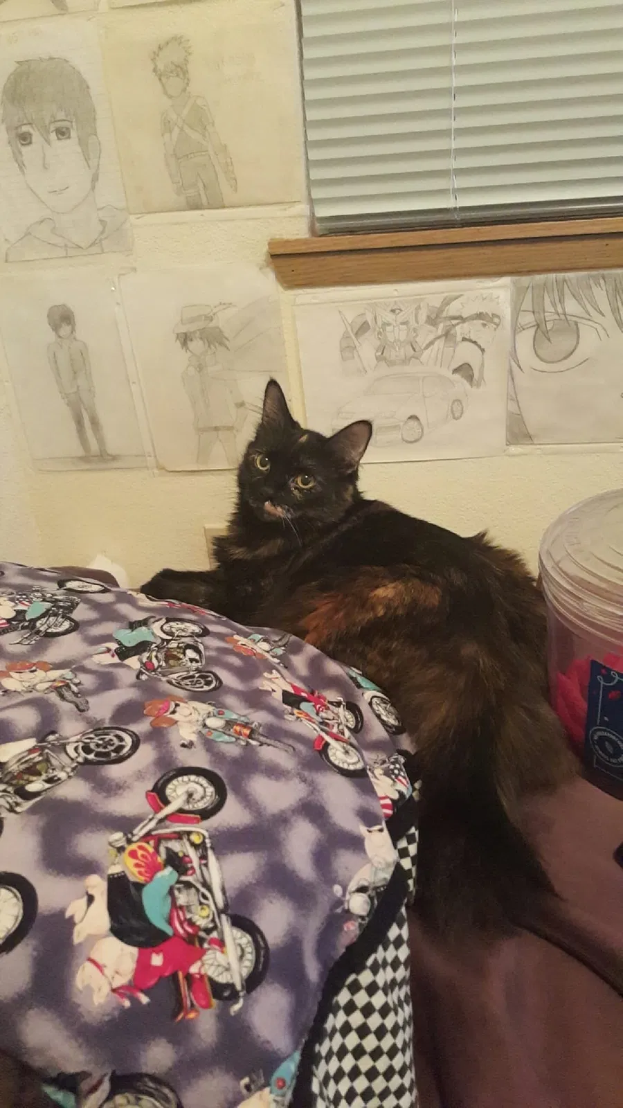 Lost cat in Renton, WA, 98059