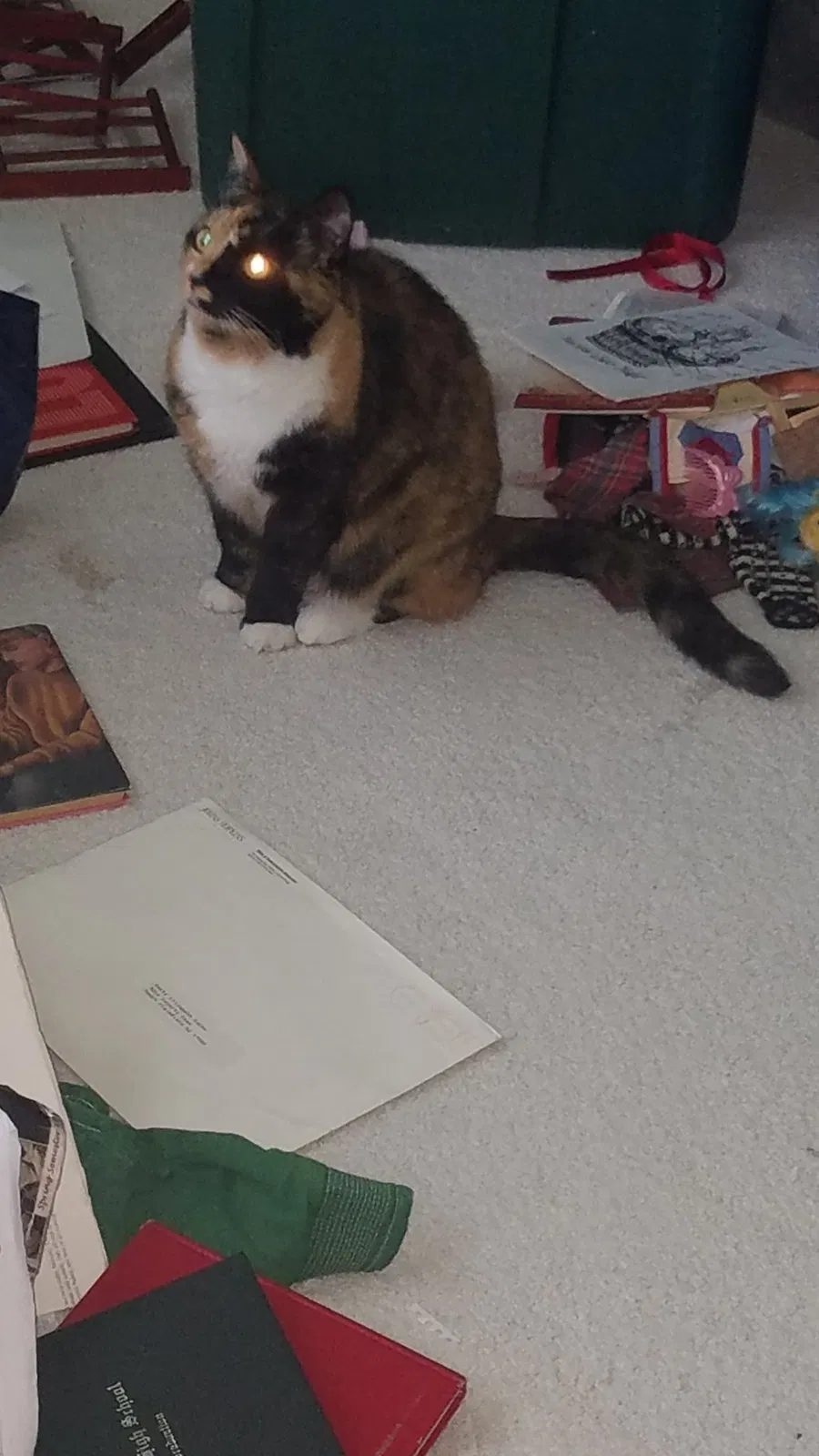 Lost cat in Fort Mill, SC, 29707