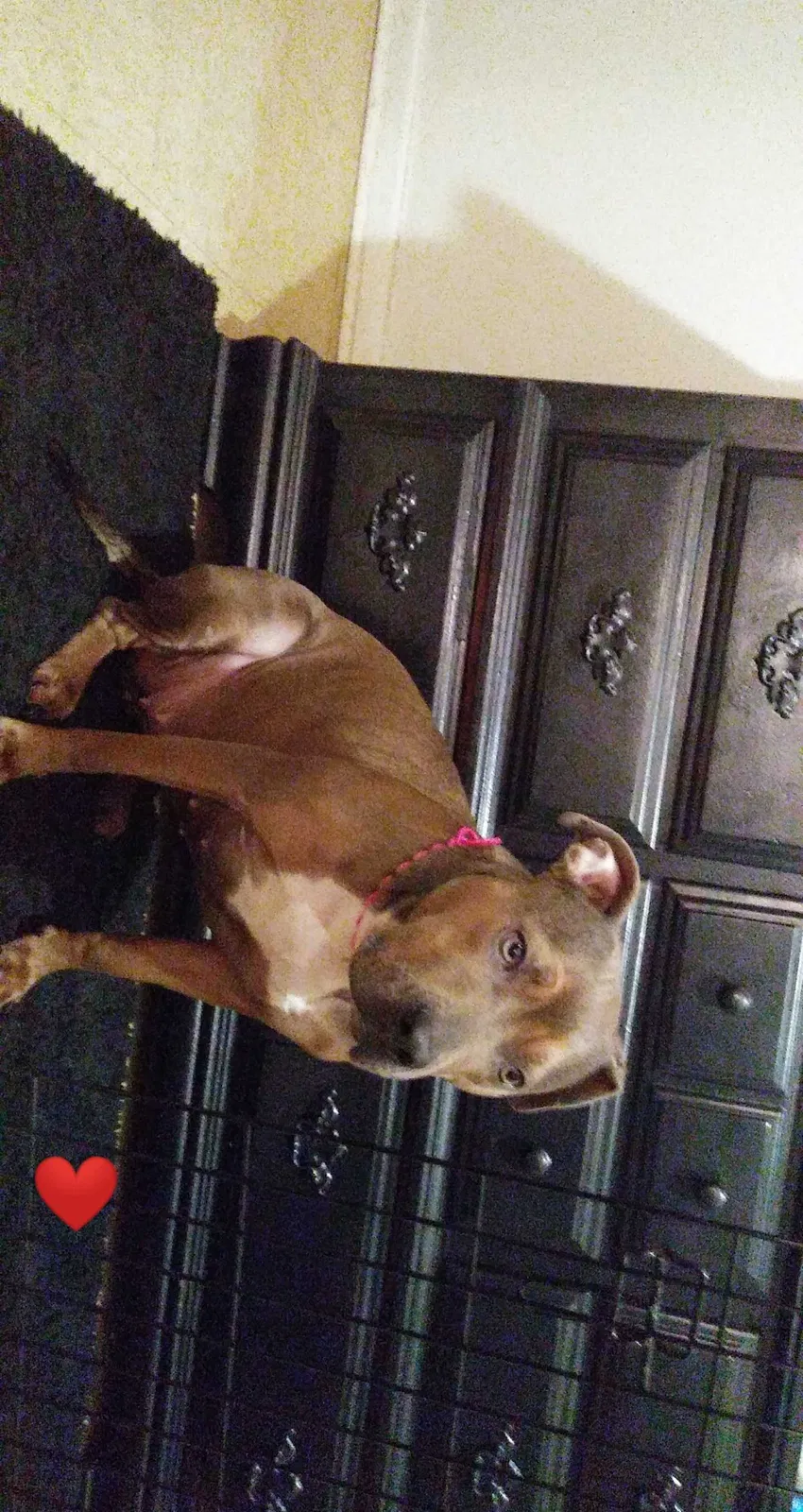 Lost dog in Winston Salem, NC, 27105
