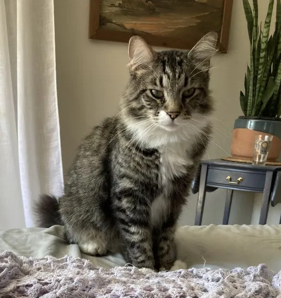 Lost cat in Raleigh, NC, 27614