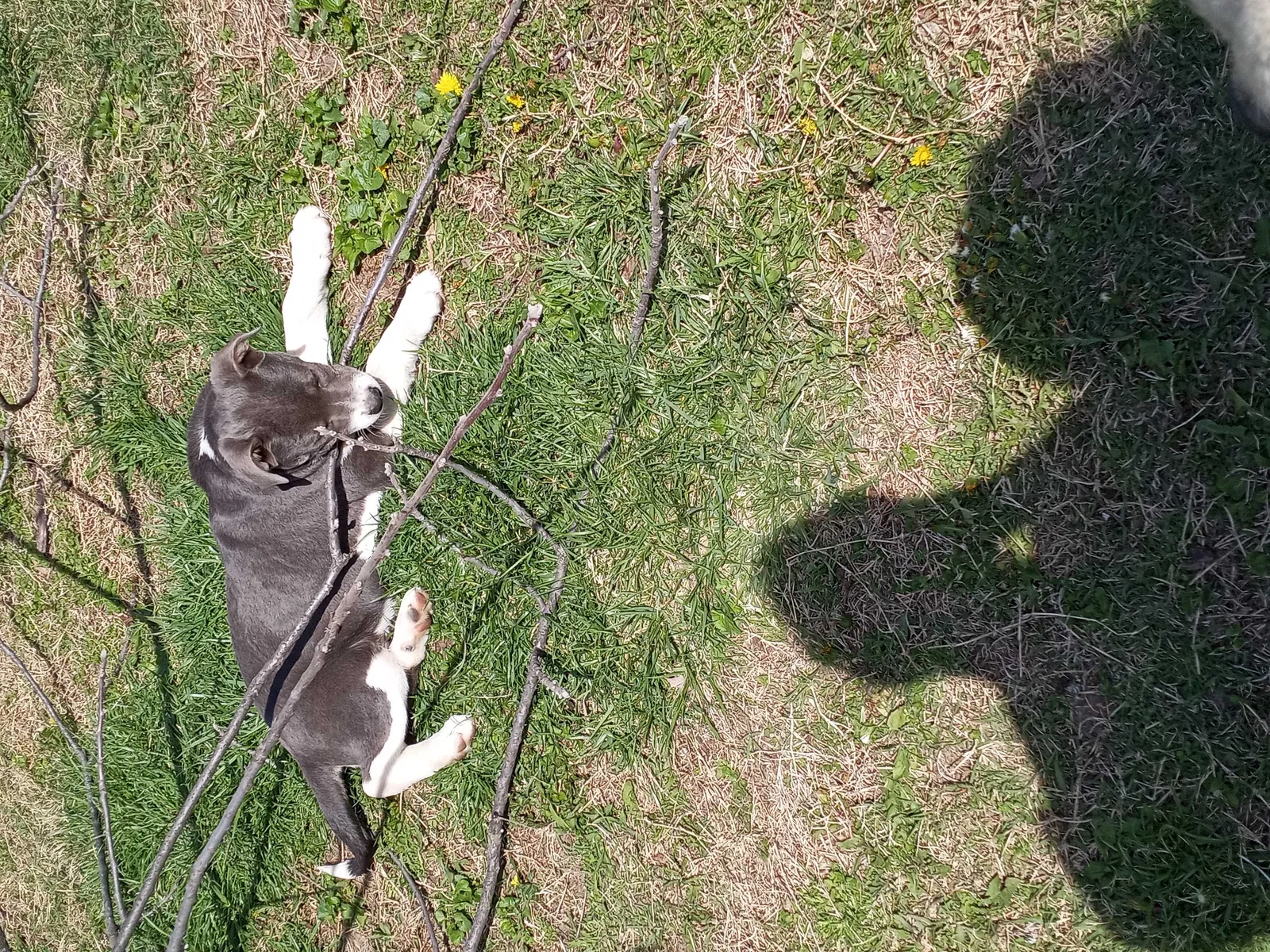 Lost dog in Kansas City, KS, 66104