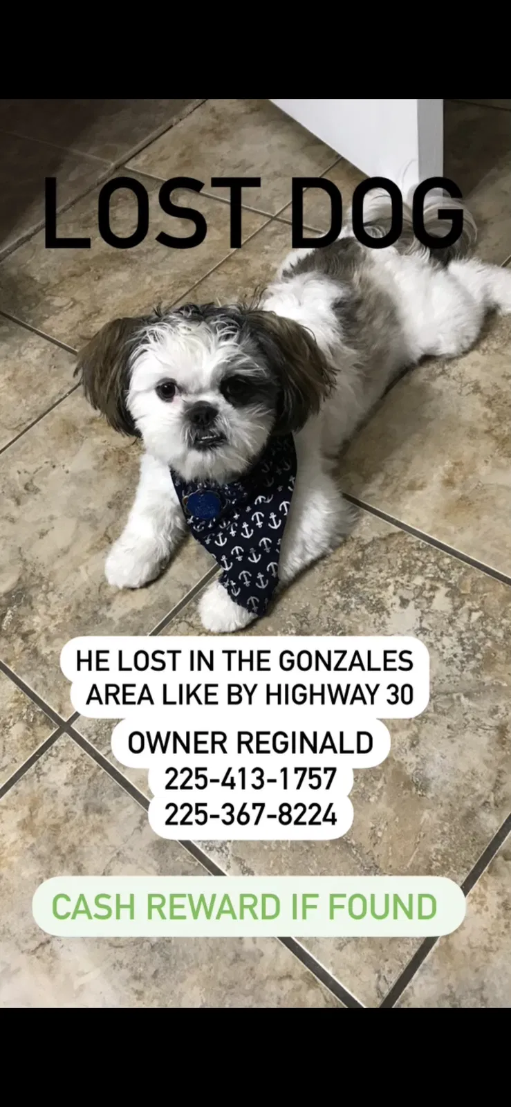 Lost dog in Geismar, LA, 70734