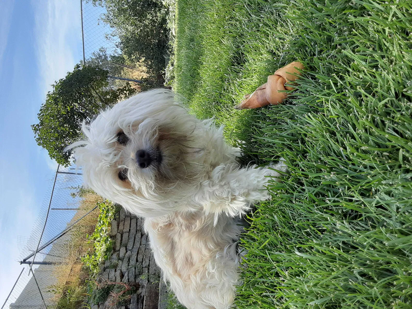 Lost dog in Salt Lake City, UT, 84118