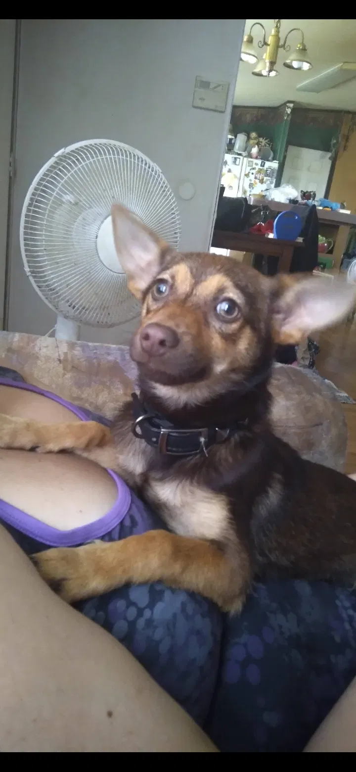 Lost dog in Lenoir, NC, 28645