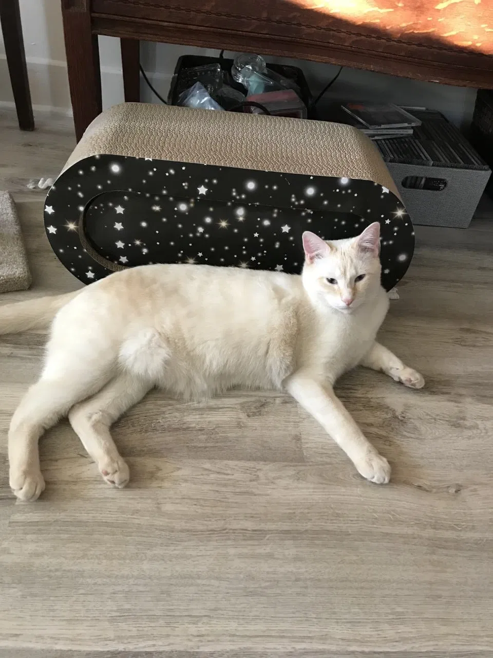 Lost cat in Belle Mead, NJ, 8502