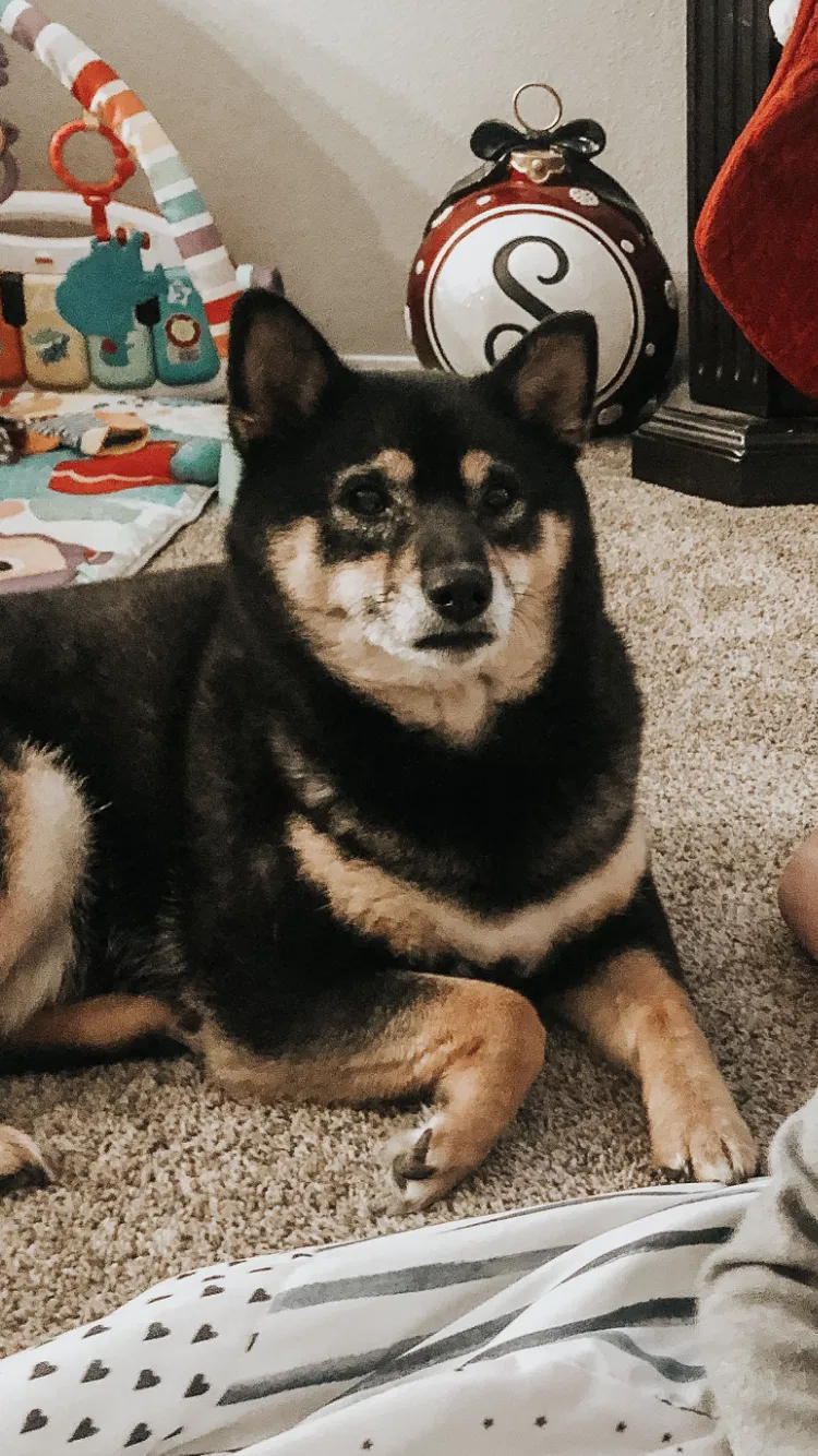 Lost dog in Brandon, SD, 57005
