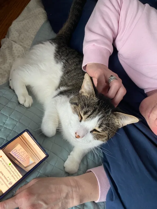 Lost cat in New Haven, IN, 46774
