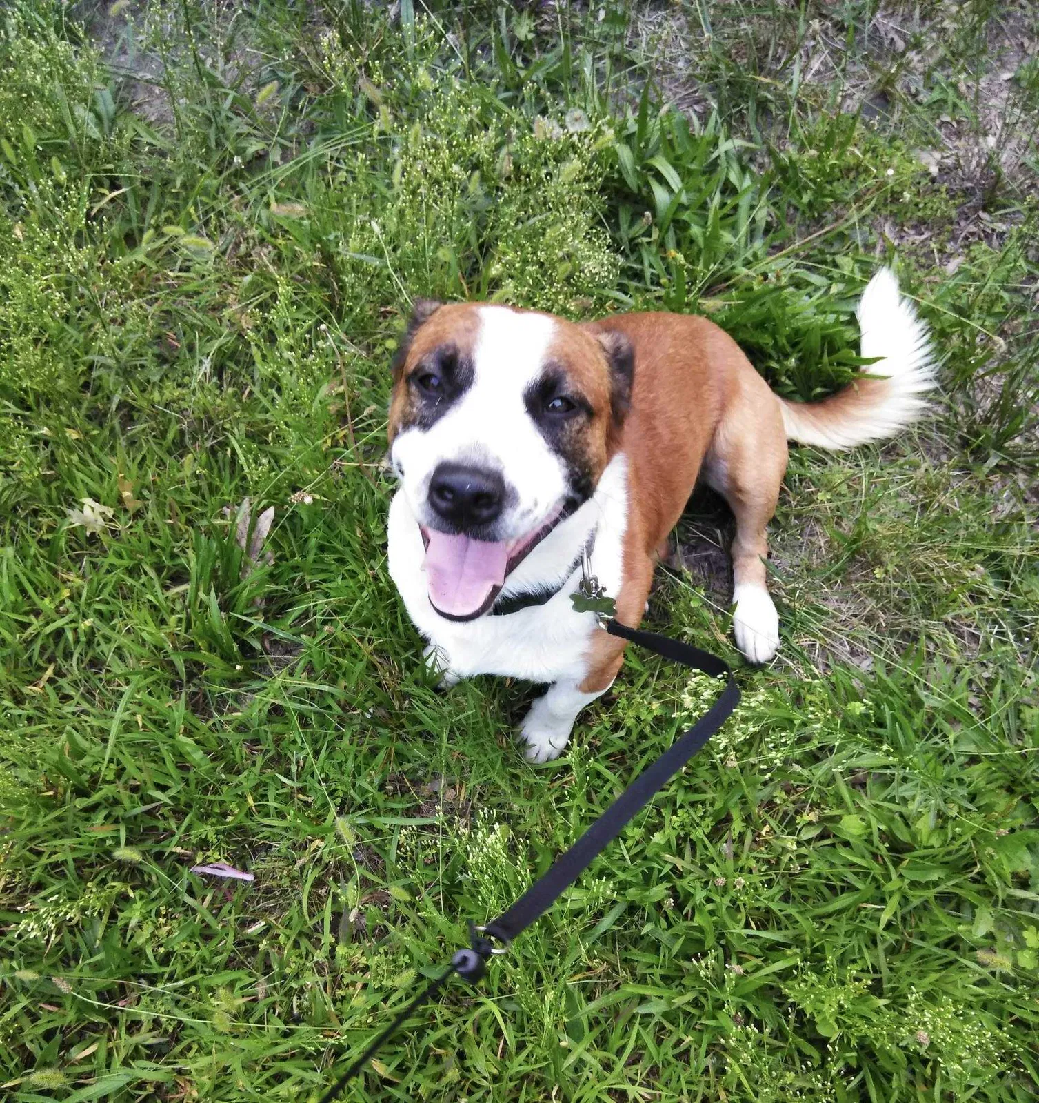 Lost dog in New Baltimore, MI, 48047