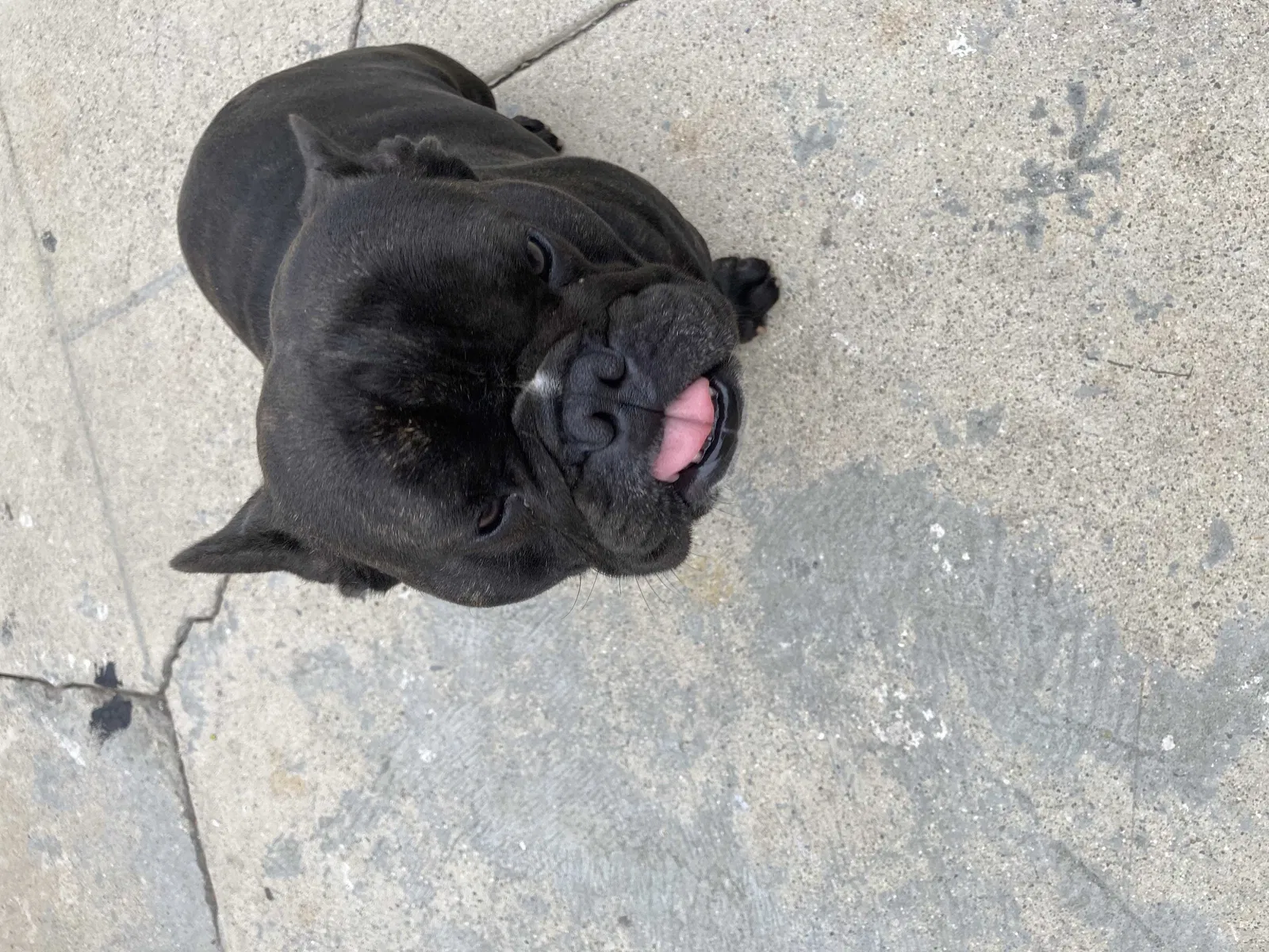 Lost dog in Los Angeles, CA, 90022
