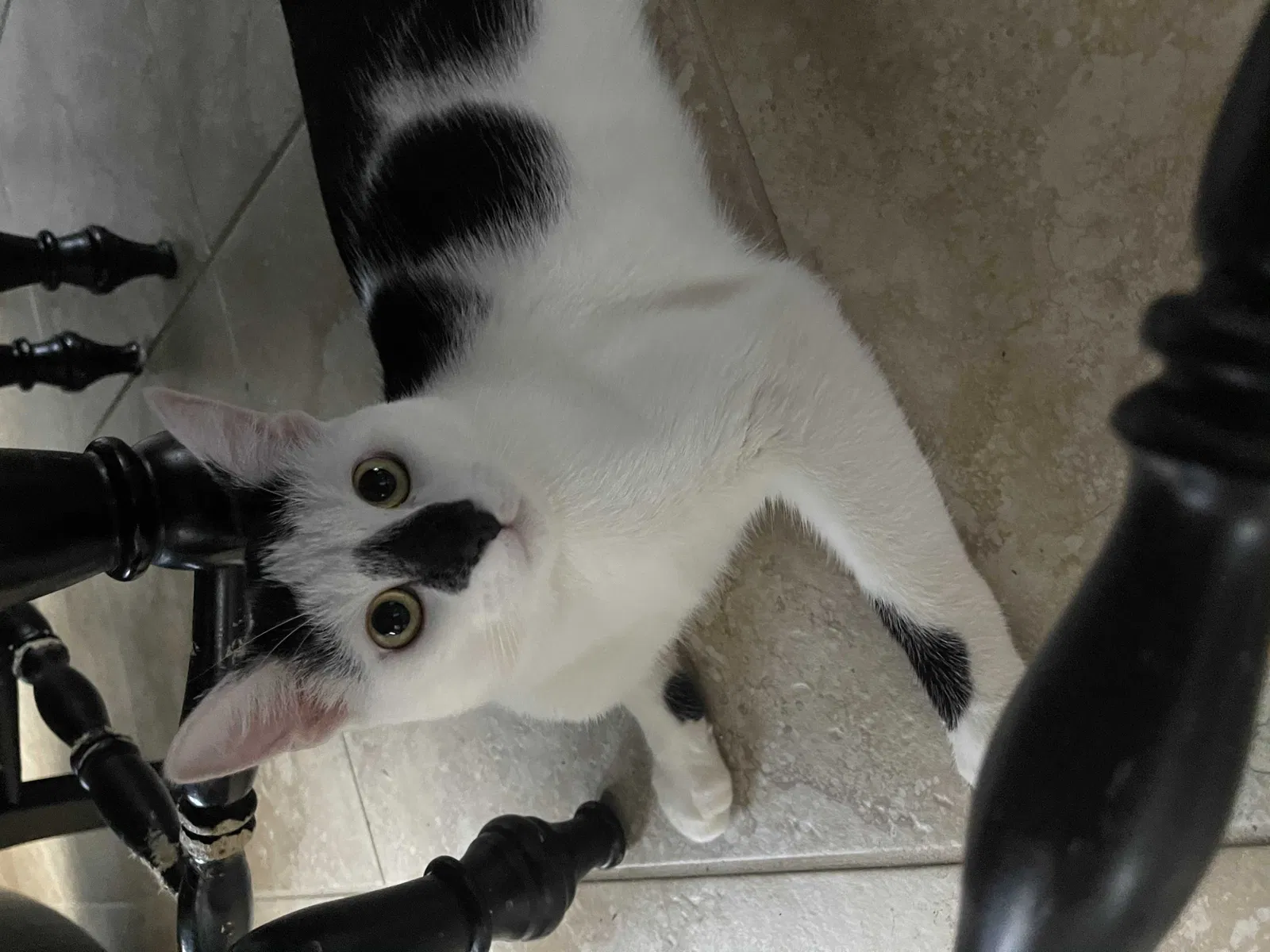 Lost cat in Royse City, TX, 75189