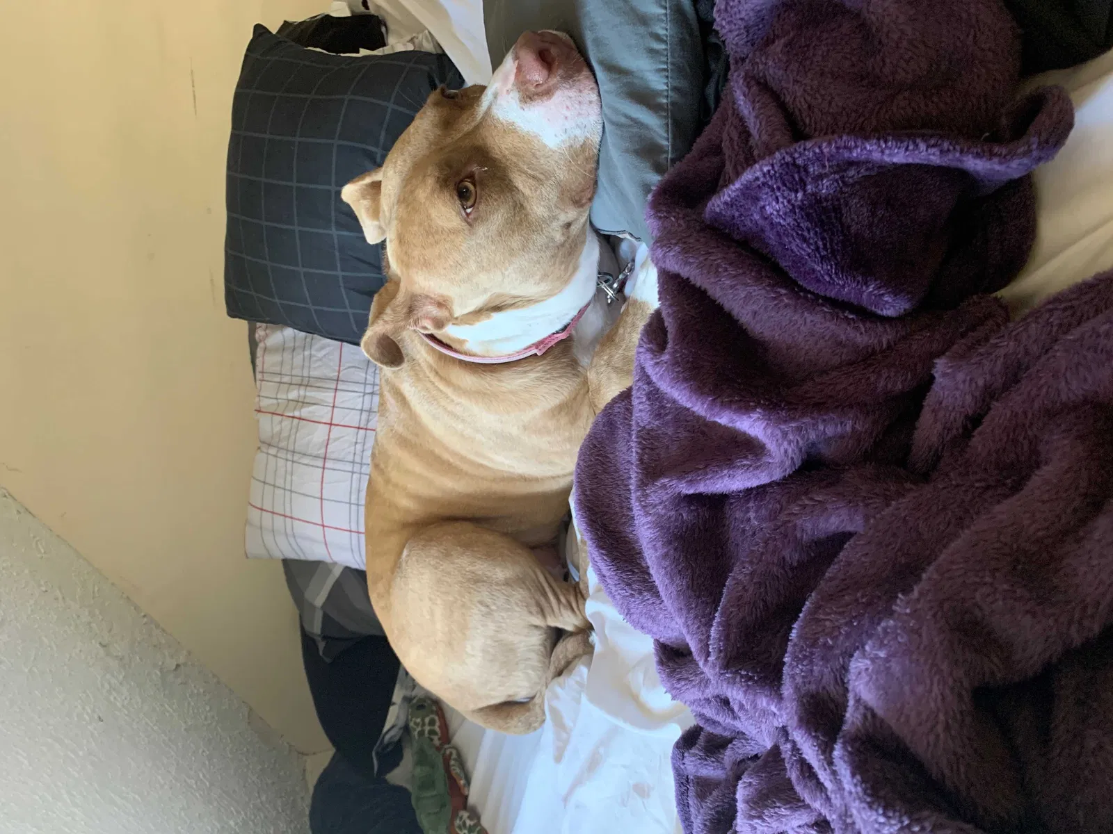 Lost dog in Palm Bay, FL, 32907