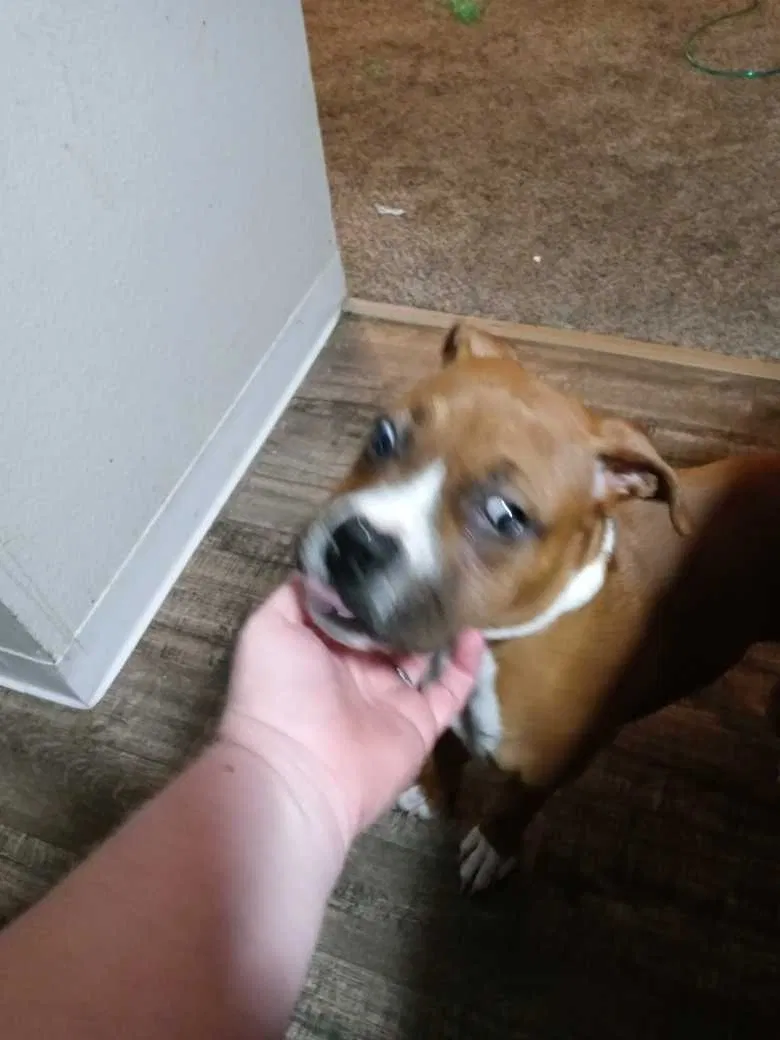 Lost dog in Denver, CO, 80234