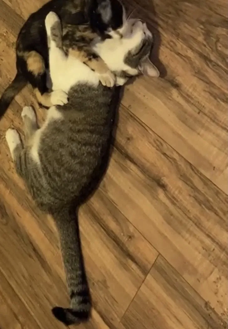 Lost cat in Fort Worth, TX, 76110