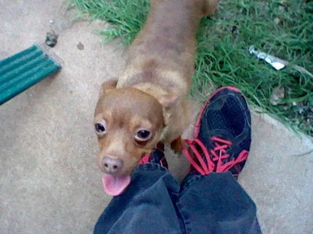 Lost dog in Oklahoma City, OK, 73132