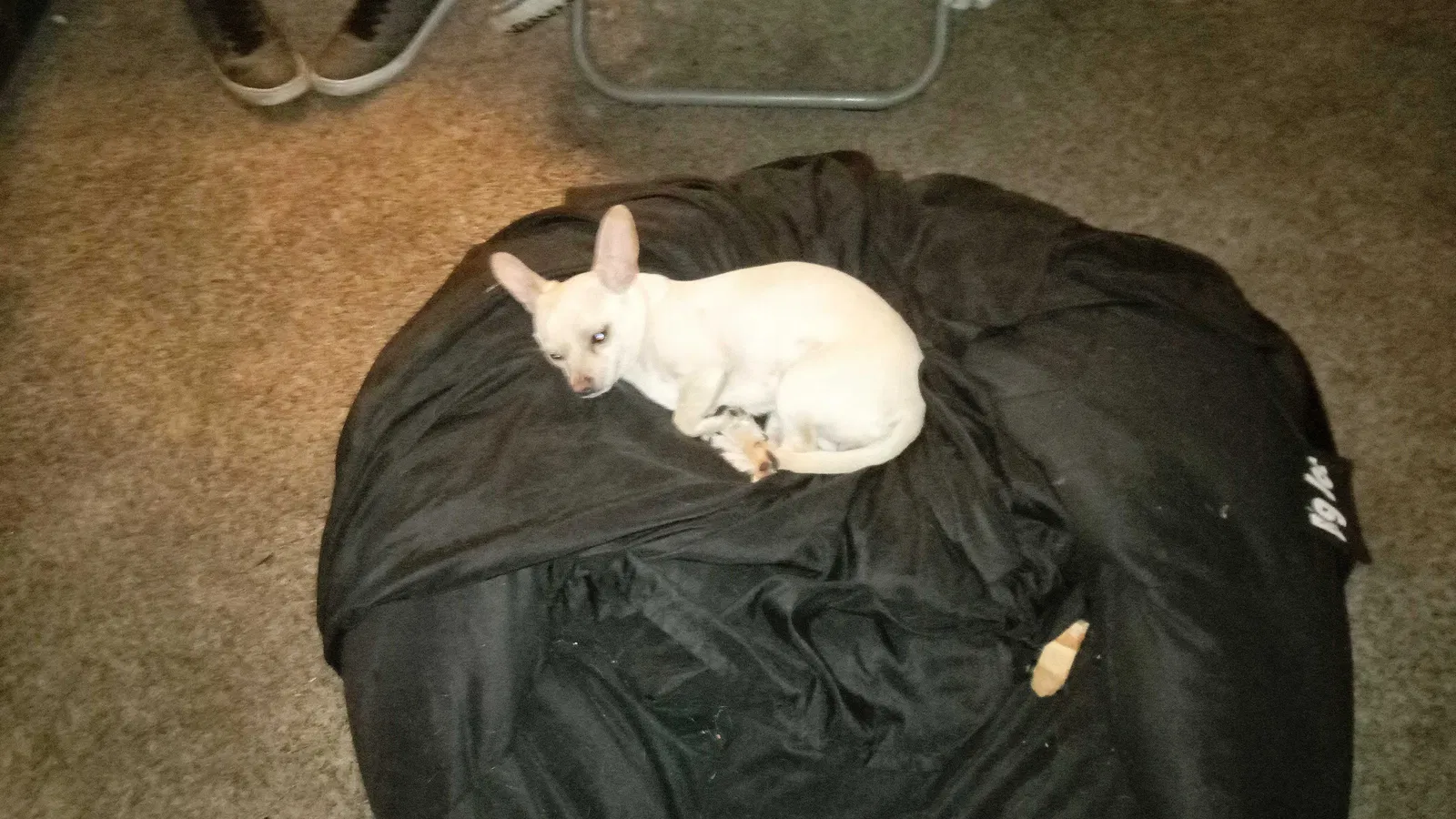 Lost dog in Oklahoma City, OK, 73111
