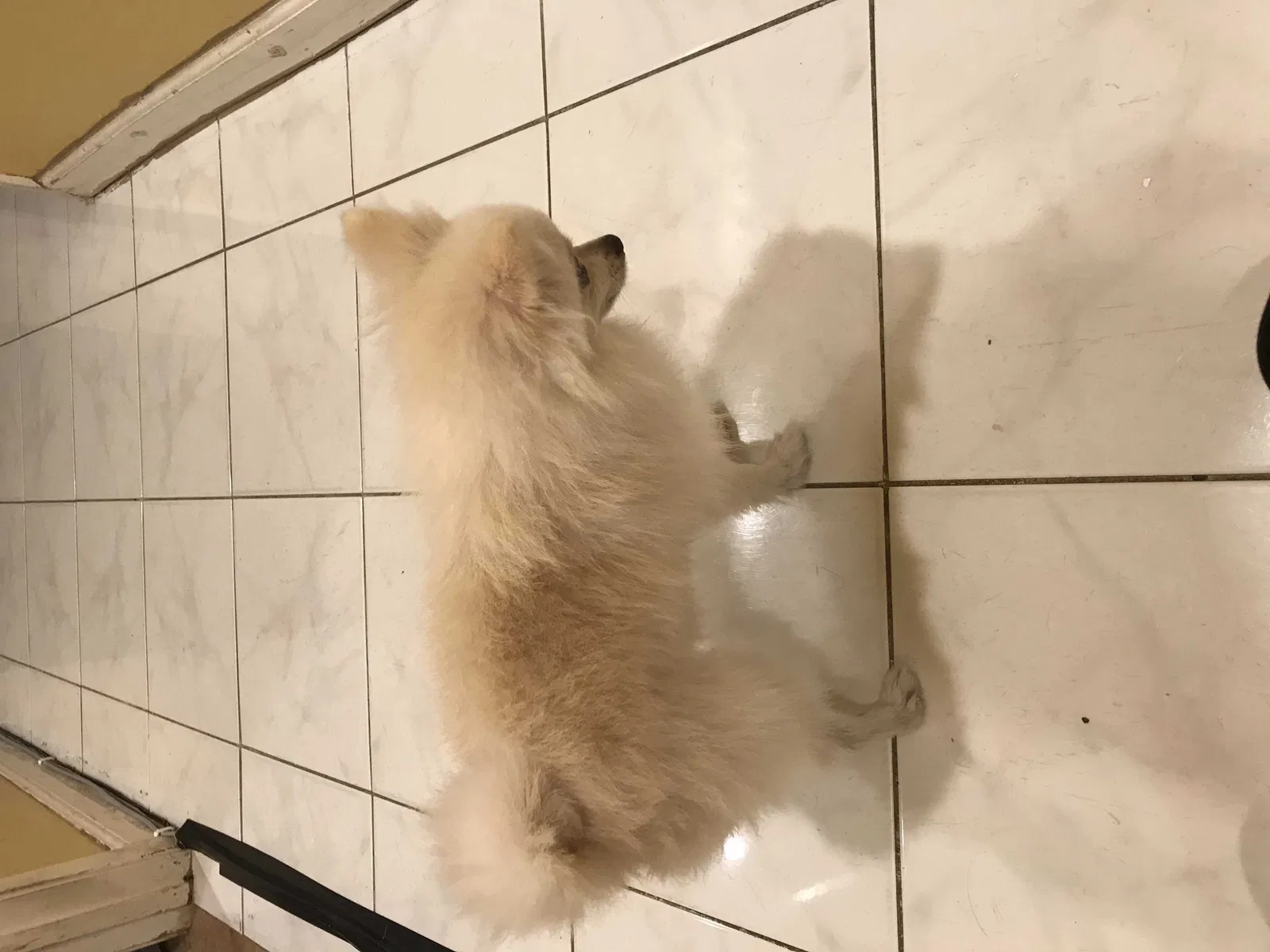 Lost dog in San Diego, CA, 92111
