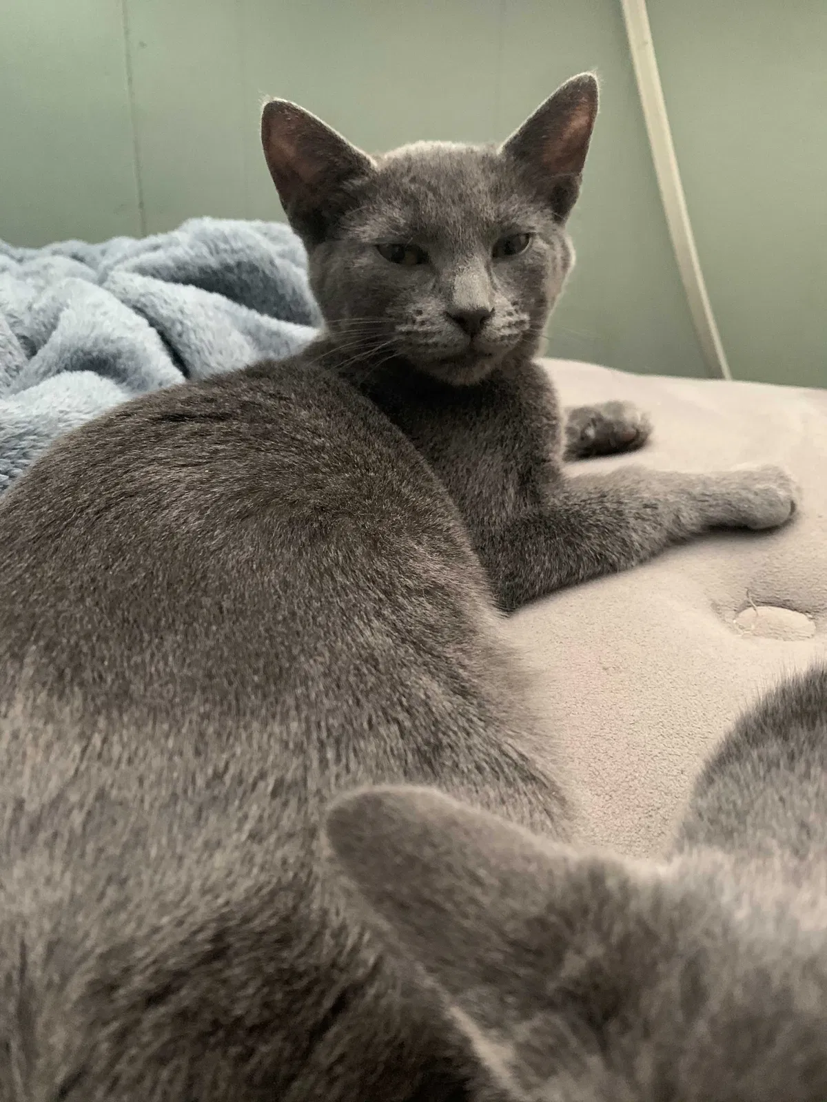 Lost cat in Beltsville, MD, 20705