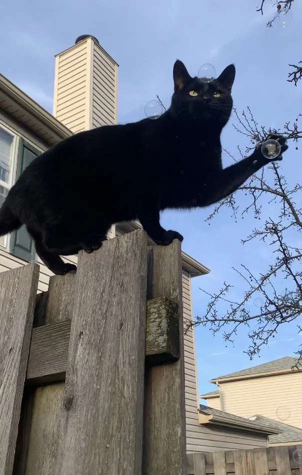 Lost cat in Hilliard, OH, 43026