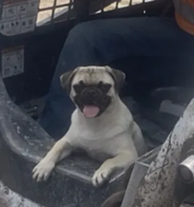 Lost dog in Corpus Christi, TX, 78418