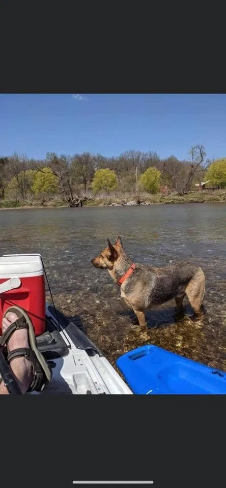 Lost dog in Pineville, MO, 64856