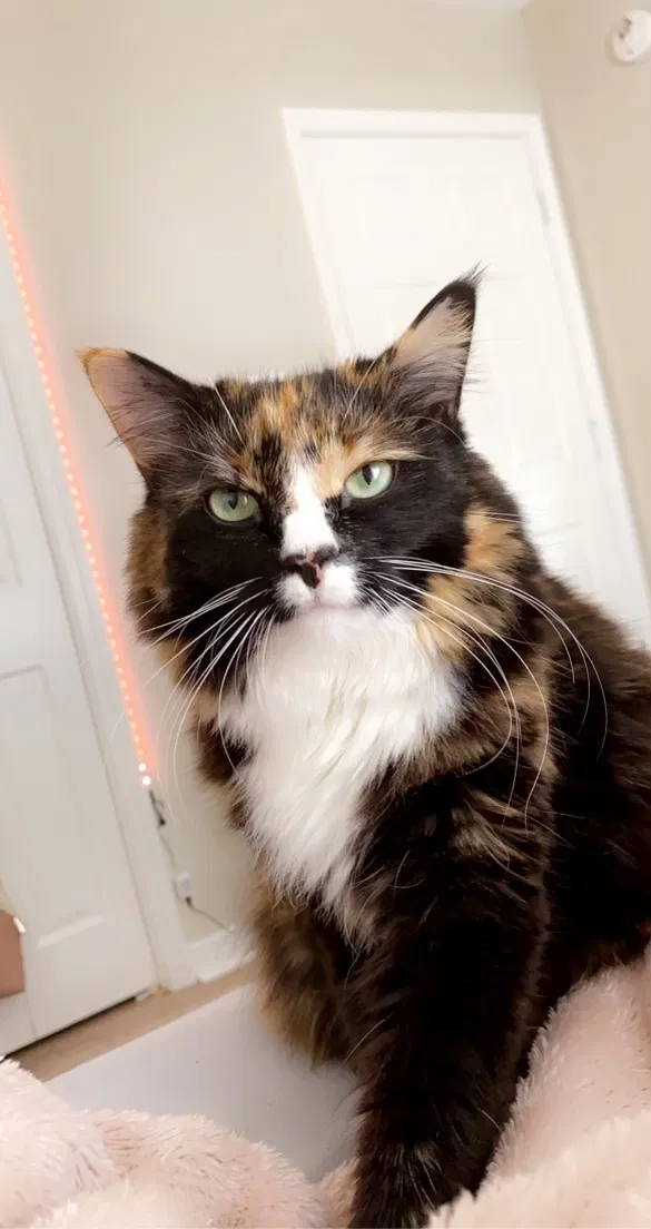 Lost cat in Mobile, AL, 36695