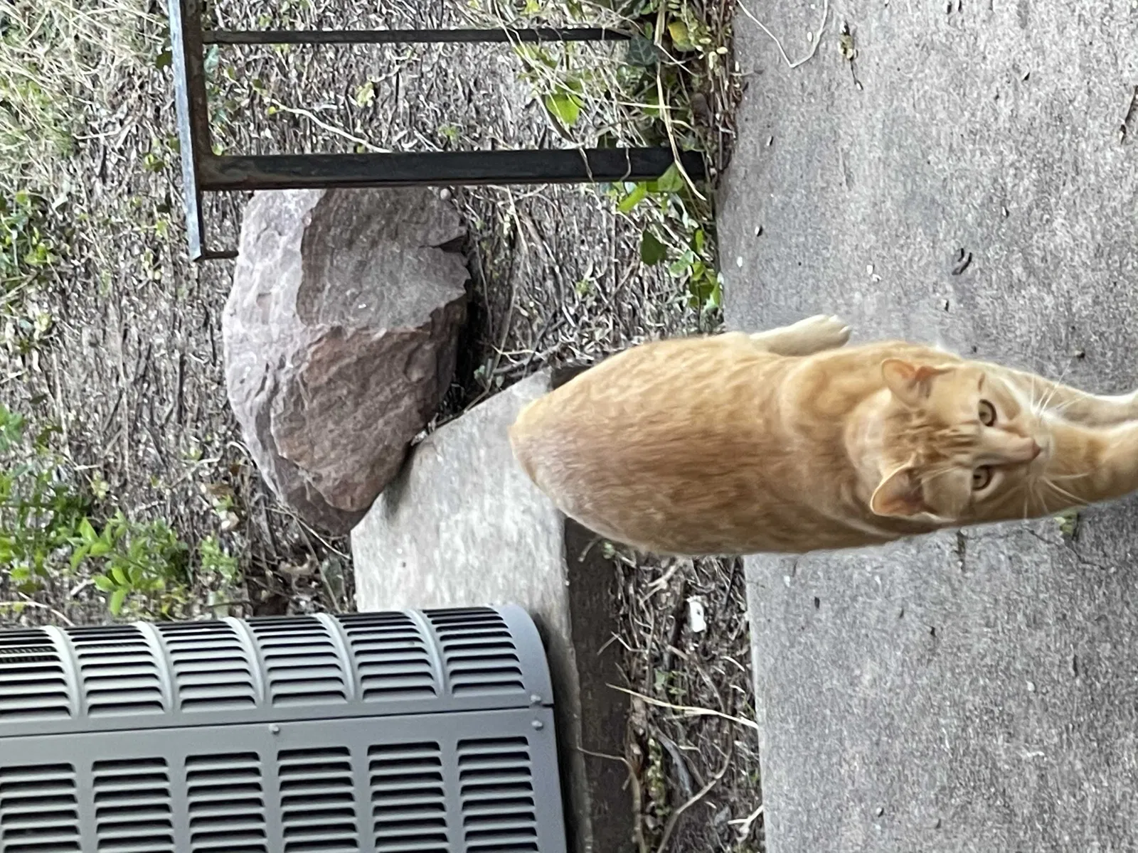 Lost cat in Wichita, KS, 67209