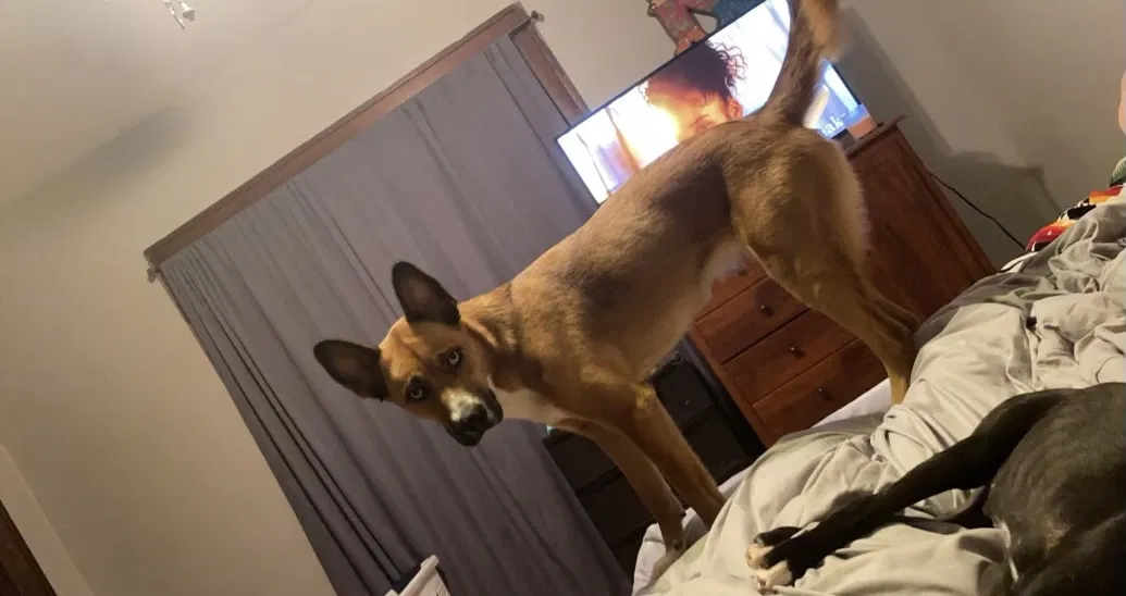 Lost dog in Stevens Point, WI, 54481