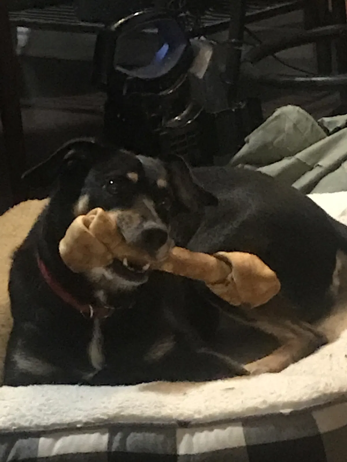 Lost dog in Raleigh, NC, 27603