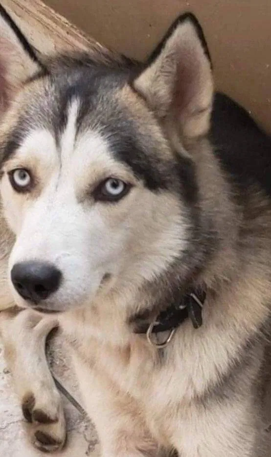 Lost dog in Brooklyn, NY, 11207