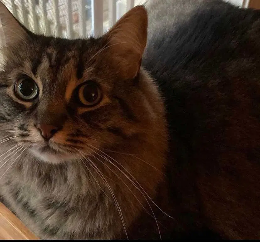 Lost cat in Winder, GA, 30680