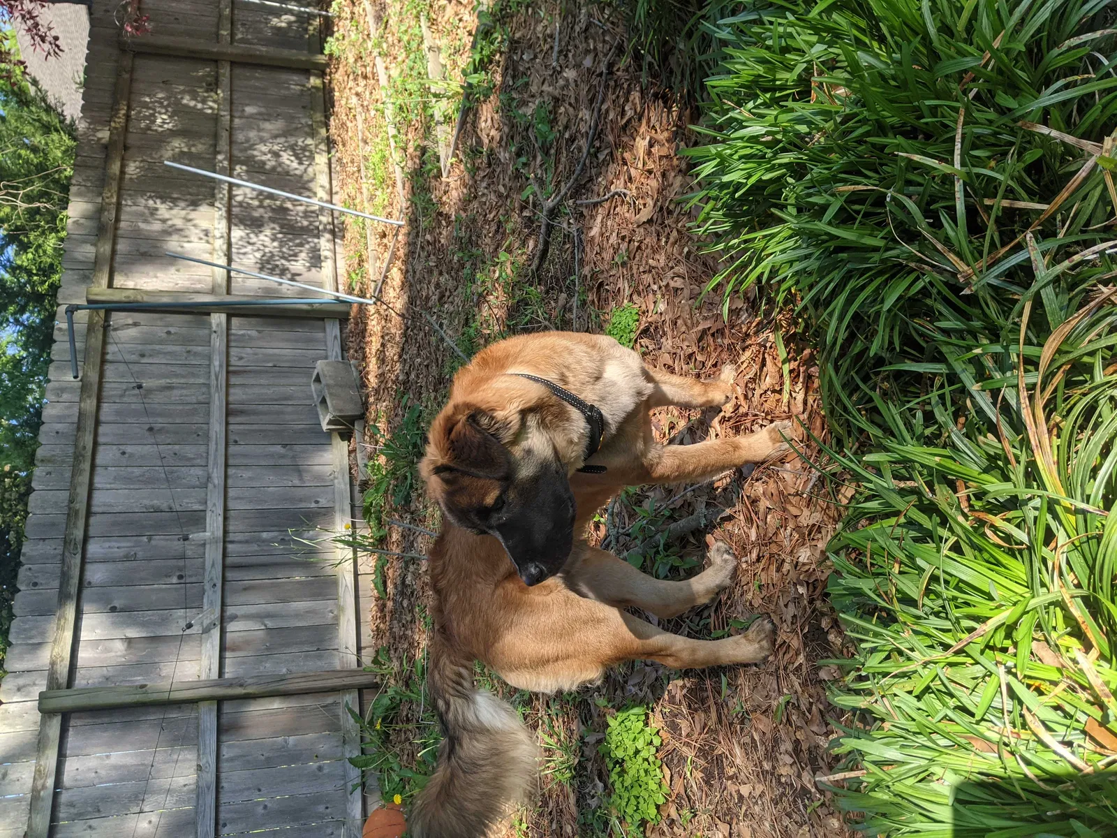 Found dog in Germantown, TN, 38139