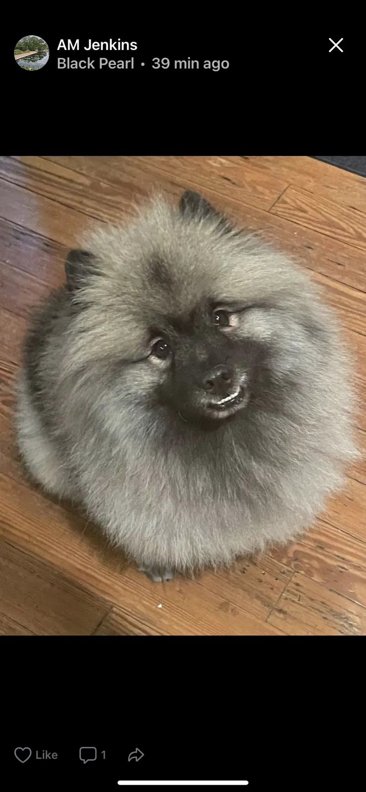 Lost dog in New Orleans, LA, 70118