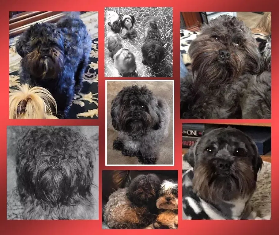 Lost dog in Wayland, NY, 14572