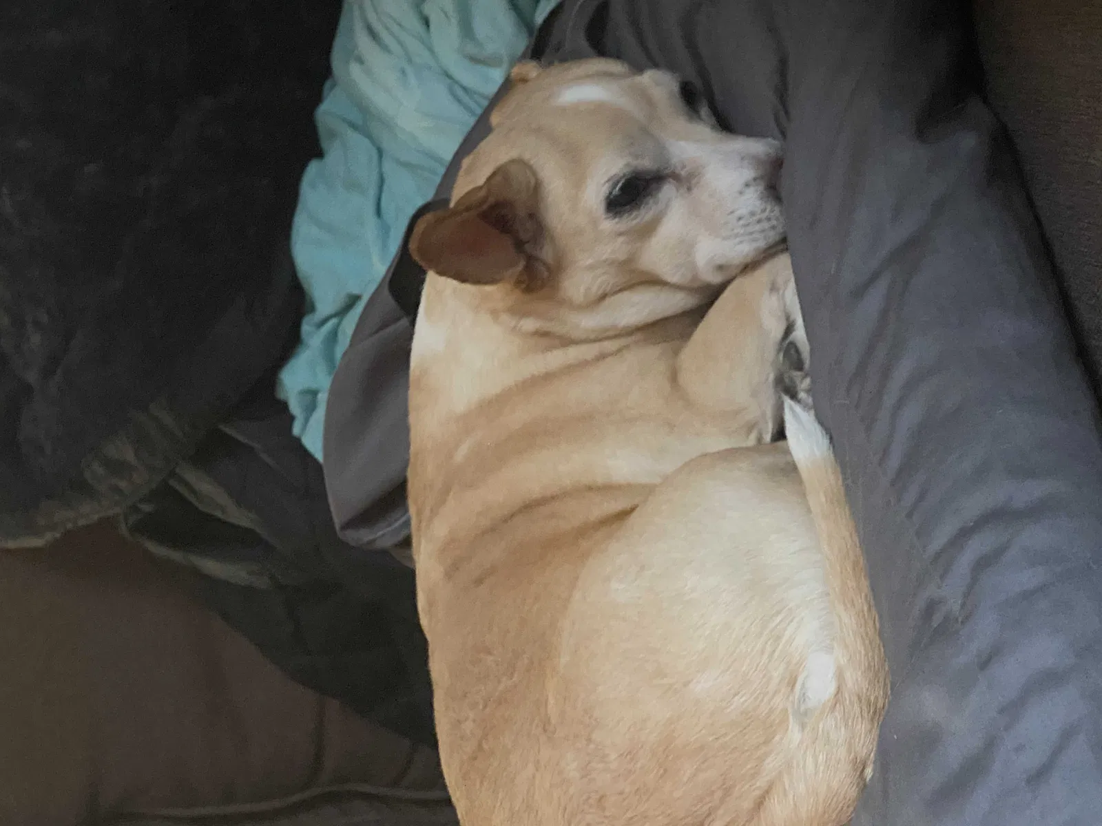 Lost dog in Saint Paul, MN, 55117