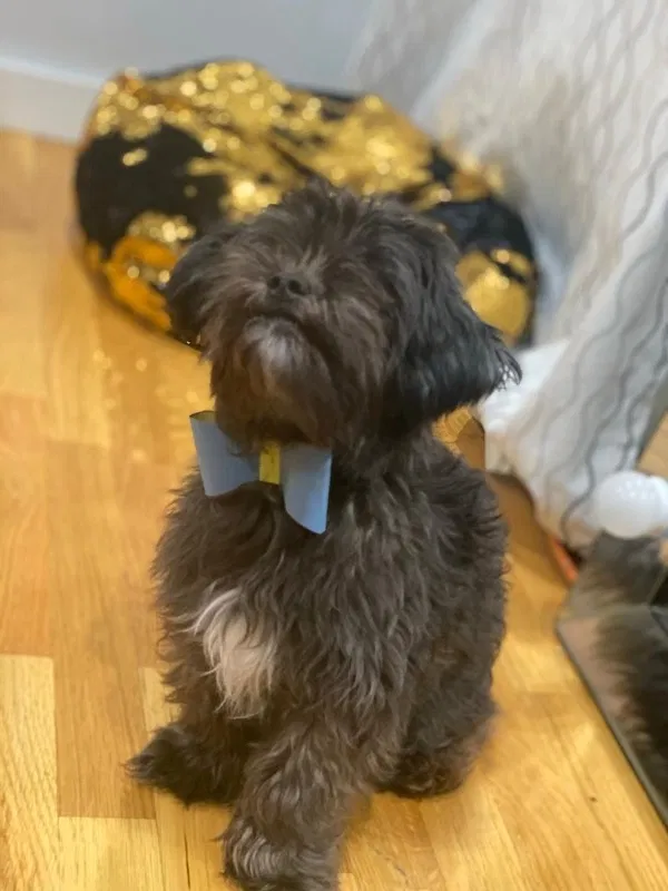 Lost dog in Jersey City, NJ, 7305