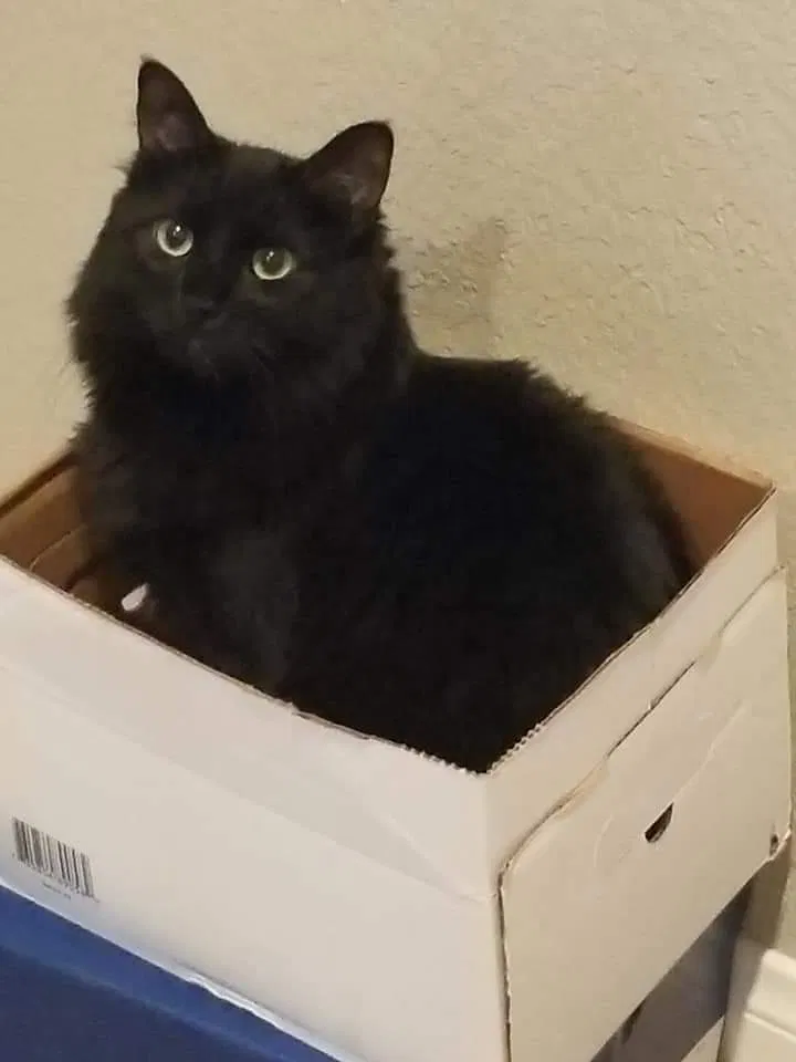 Lost cat in Las Vegas, NV, 89178