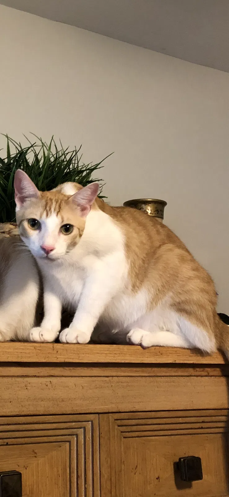 Lost cat in Saint Petersburg, FL, 33710