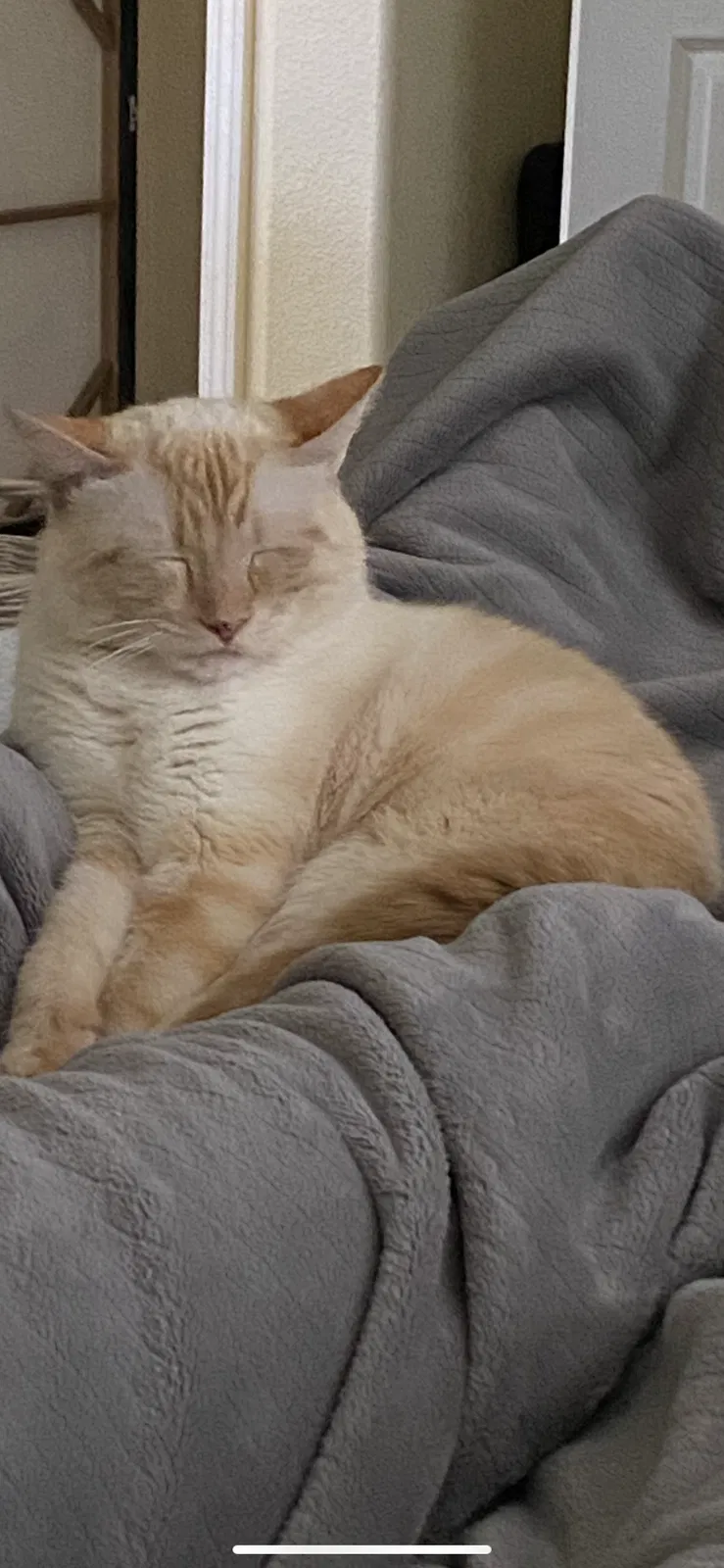Lost cat in Roseville, CA, 95678
