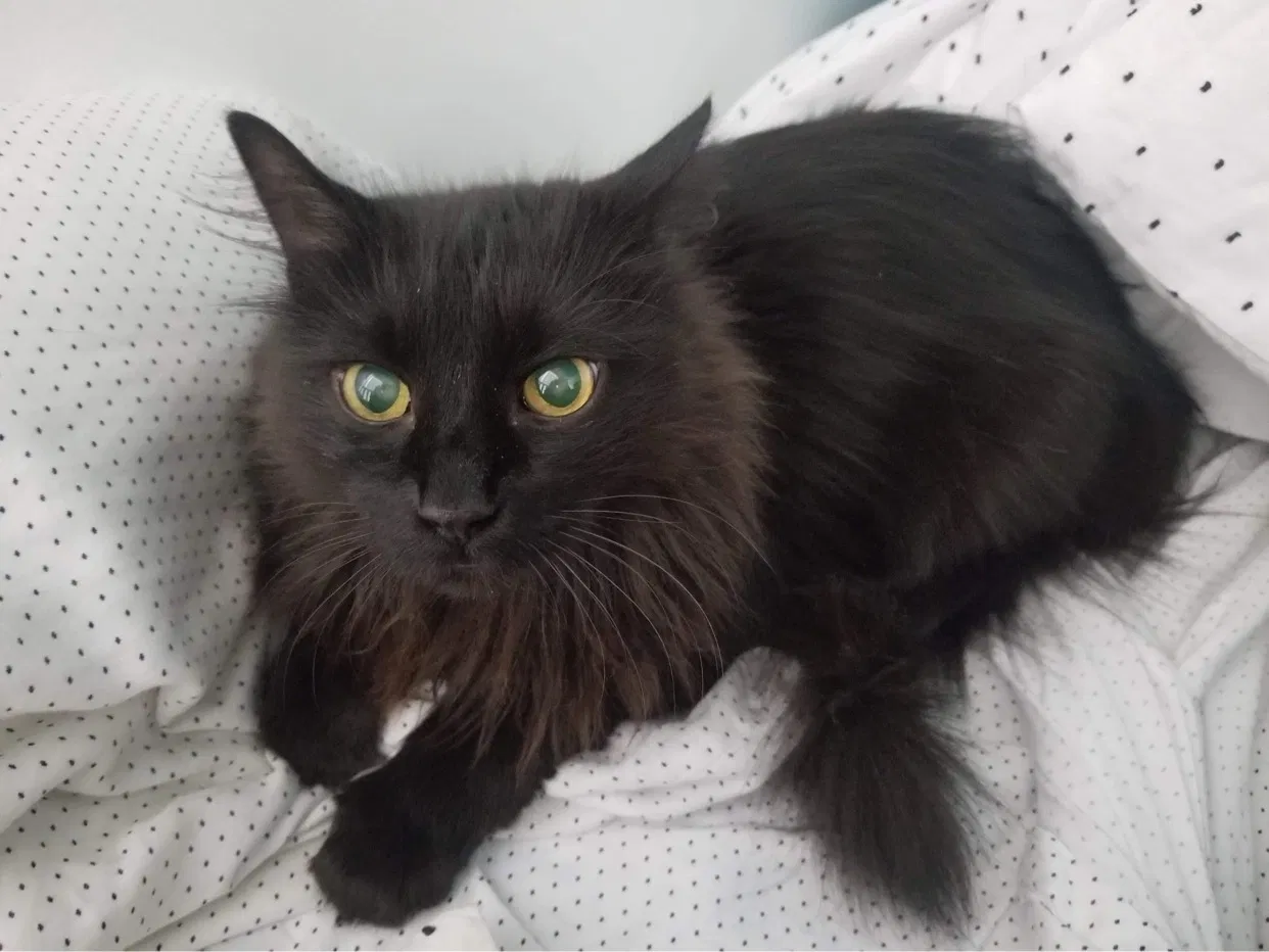 Lost cat in Cumming, GA, 30041