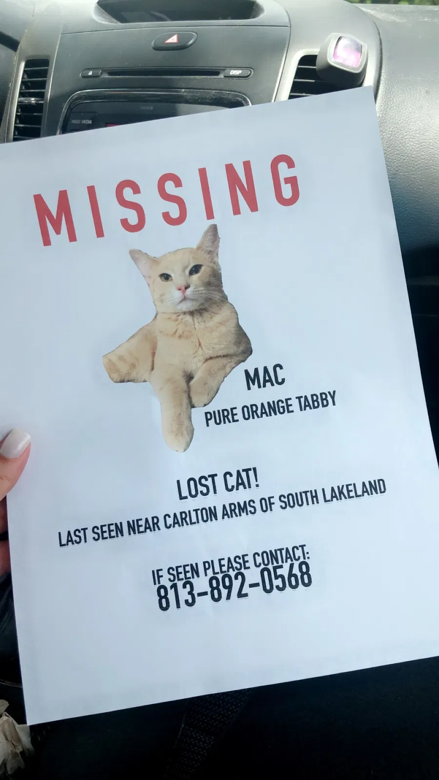 Lost cat in Lakeland, FL, 33811