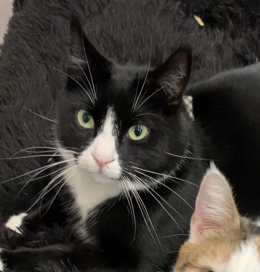 Lost cat in Redmond, WA, 98053